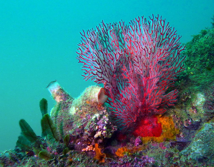 Click image for larger version

Name:	Gorgonian with ascidian.jpg
Views:	31
Size:	246.4 KB
ID:	388196