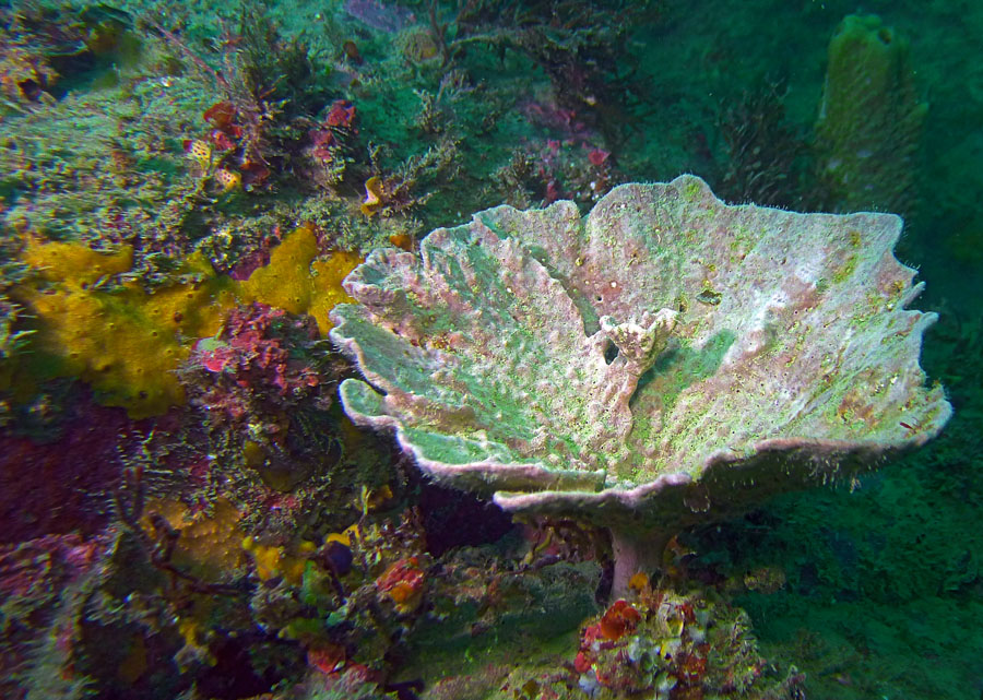 Click image for larger version

Name:	Plate sponge.jpg
Views:	25
Size:	224.1 KB
ID:	388631