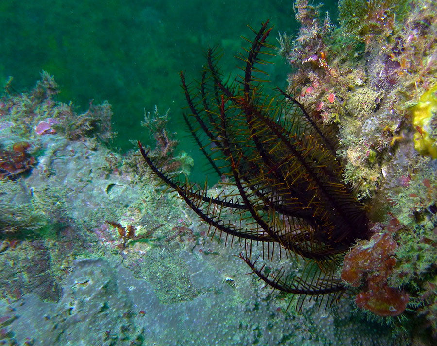 Click image for larger version

Name:	Crinoid.jpg
Views:	23
Size:	253.8 KB
ID:	388632