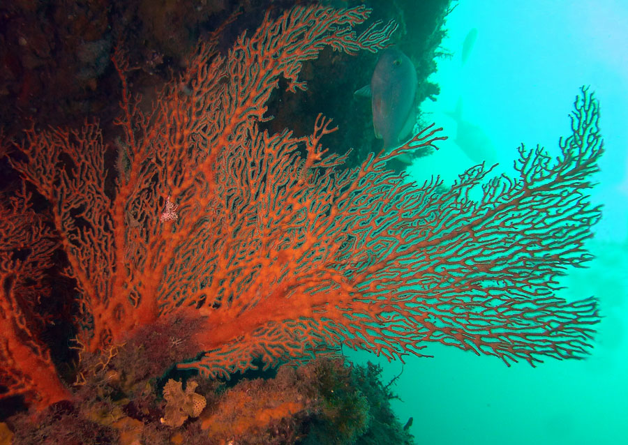 Click image for larger version

Name:	Red Gorgonian.jpg
Views:	22
Size:	217.9 KB
ID:	388634