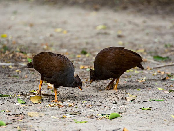 Click image for larger version

Name:	540-Orange-footed-scrub-fowl.jpg
Views:	113
Size:	234.7 KB
ID:	388666