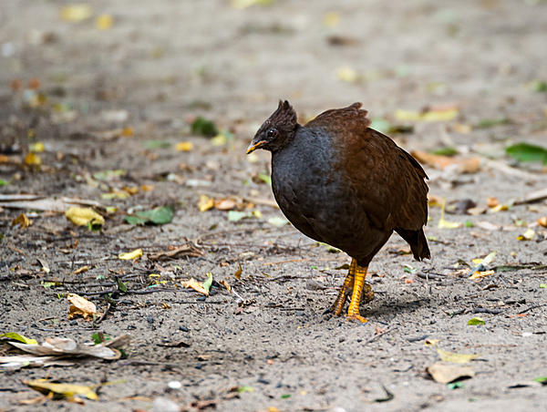 Click image for larger version

Name:	545-Orange-footed-scrub-fowl.jpg
Views:	51
Size:	237.1 KB
ID:	388667