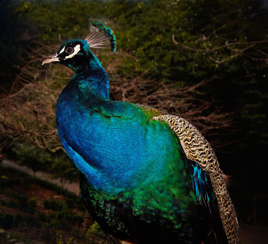 Click image for larger version

Name:	Peacock.jpg
Views:	33
Size:	210.2 KB
ID:	388858