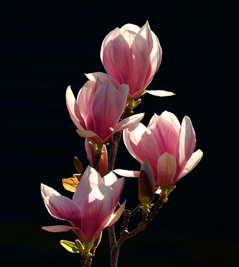 Click image for larger version

Name:	Magnolia.jpg
Views:	31
Size:	115.0 KB
ID:	389252