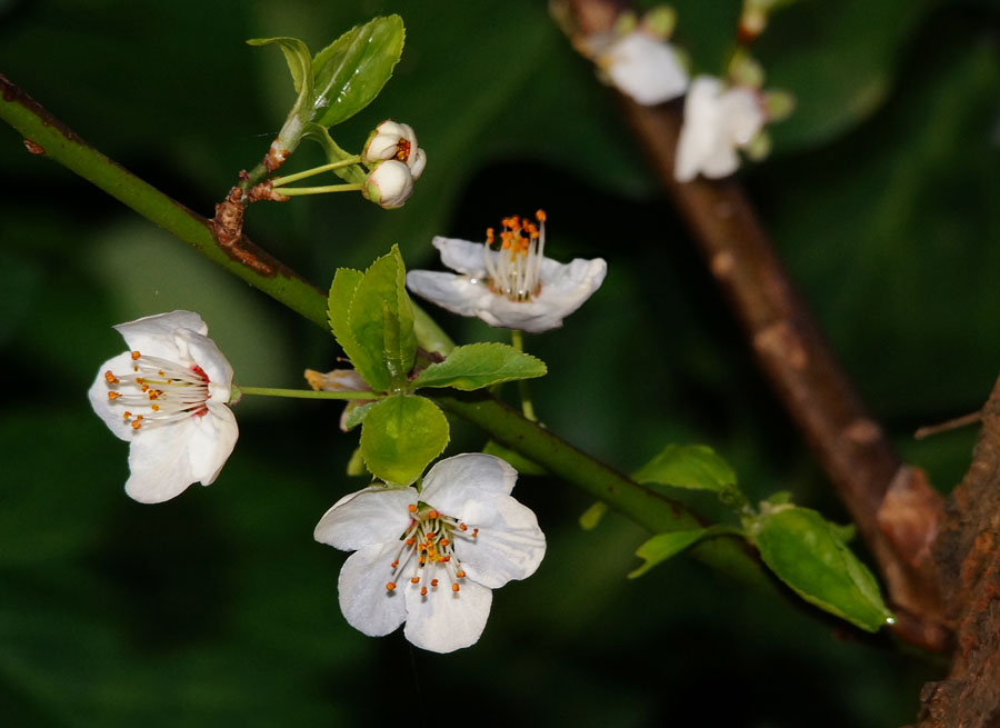 Click image for larger version

Name:	Yellow Plum blossom.jpg
Views:	28
Size:	95.9 KB
ID:	389607