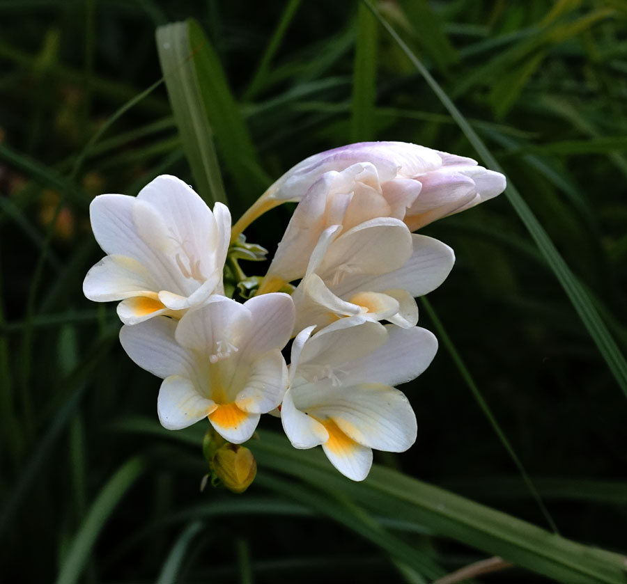 Click image for larger version

Name:	Freesia.jpg
Views:	25
Size:	109.9 KB
ID:	390373