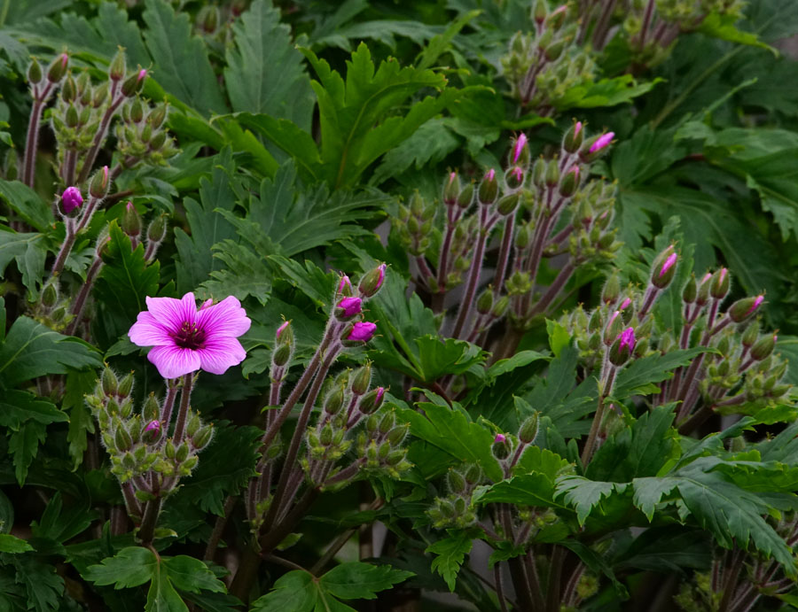 Click image for larger version

Name:	Geranium.jpg
Views:	34
Size:	180.0 KB
ID:	390478