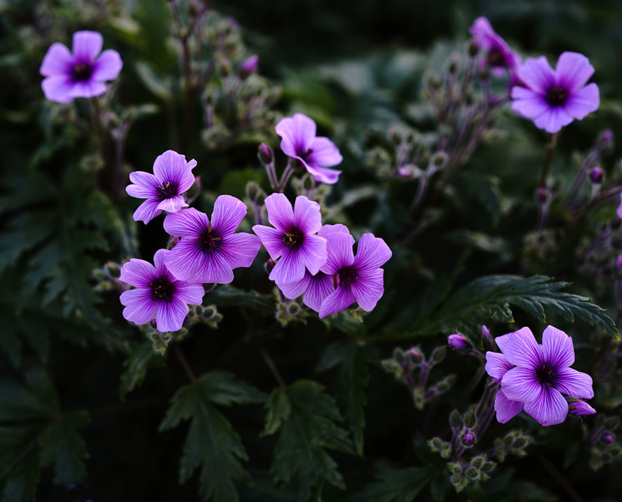 Click image for larger version

Name:	Geranium blooms.jpg
Views:	31
Size:	124.7 KB
ID:	390820