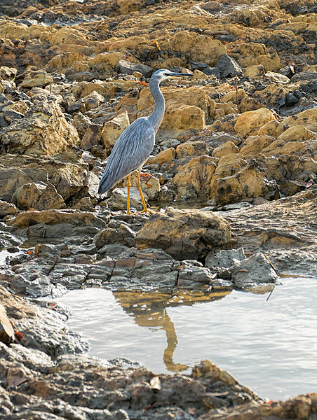 Click image for larger version

Name:	158-Heron.jpg
Views:	57
Size:	239.8 KB
ID:	391306