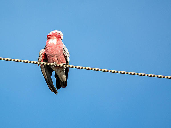 Click image for larger version

Name:	131-Galah.jpg
Views:	59
Size:	239.0 KB
ID:	391320