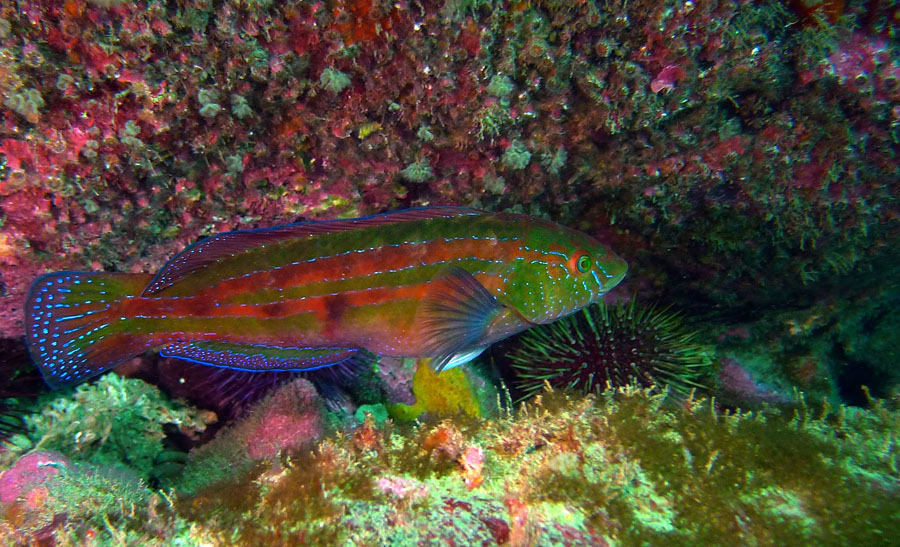 Click image for larger version

Name:	Senator Wrasse.jpg
Views:	21
Size:	214.0 KB
ID:	391341