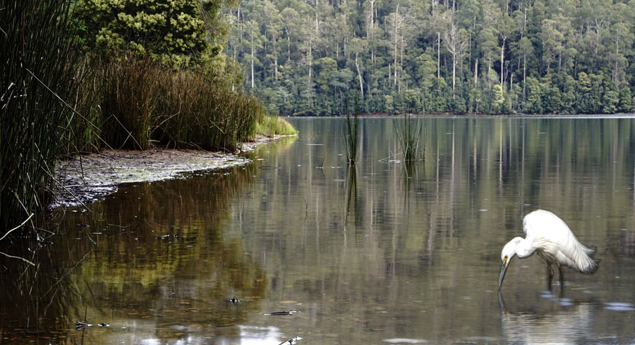 Click image for larger version

Name:	Starting to rain with Egret.jpg
Views:	26
Size:	155.2 KB
ID:	392517