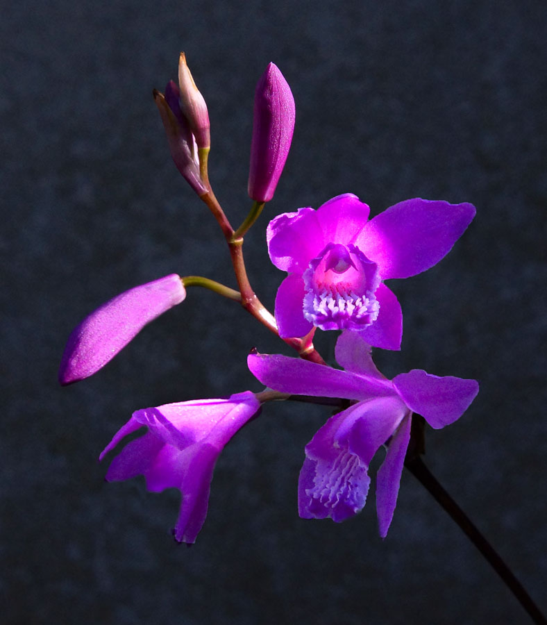 Click image for larger version

Name:	Little orchid..jpg
Views:	24
Size:	115.7 KB
ID:	392563