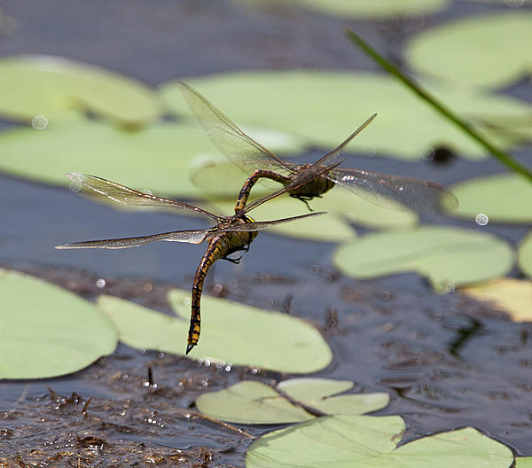 Click image for larger version

Name:	Dragon flies-7900.jpg
Views:	57
Size:	519.0 KB
ID:	392602