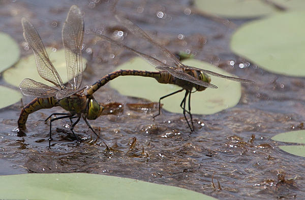 Click image for larger version

Name:	Dragon flies-7897.jpg
Views:	55
Size:	519.1 KB
ID:	392603