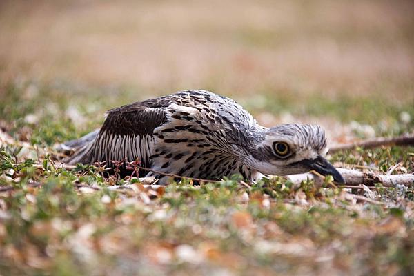 Click image for larger version

Name:	Stone Curlew nesting-6412.jpg
Views:	71
Size:	138.6 KB
ID:	392846