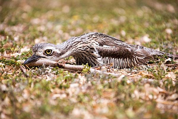 Click image for larger version

Name:	Stone Curlew nesting-6413.jpg
Views:	68
Size:	187.9 KB
ID:	392847