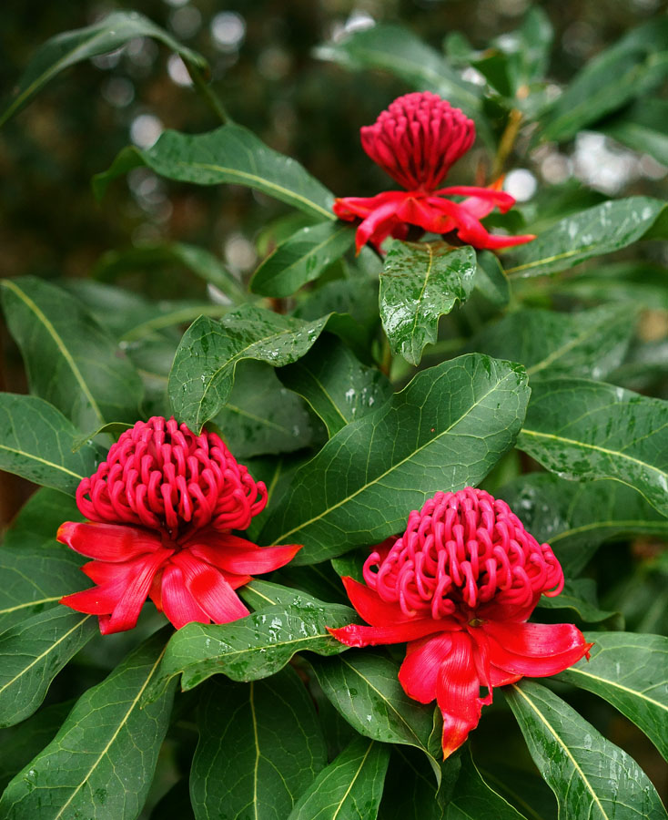 Click image for larger version

Name:	Waratah 3.jpg
Views:	9
Size:	191.3 KB
ID:	393555