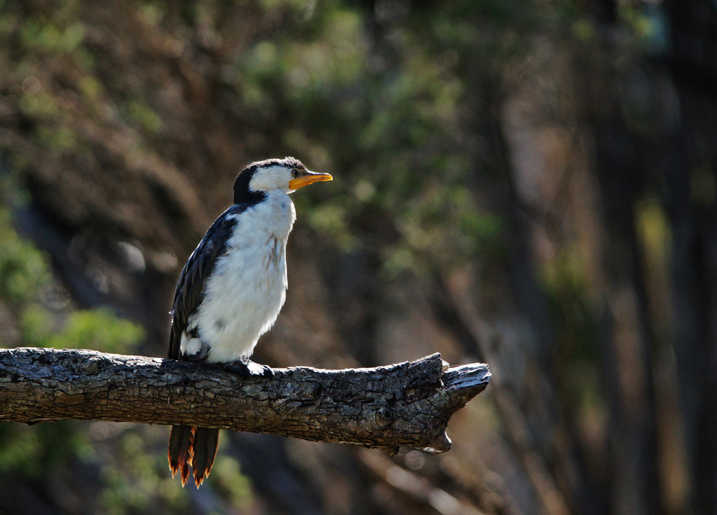 Click image for larger version

Name:	Pied Cormorant.jpg
Views:	26
Size:	238.2 KB
ID:	396461