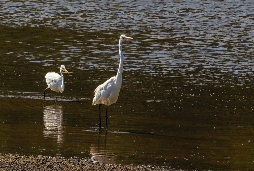 Click image for larger version

Name:	Egret pair.jpg
Views:	15
Size:	358.3 KB
ID:	396488