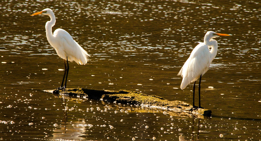 Click image for larger version

Name:	Egret pair4 copy.jpg
Views:	15
Size:	361.1 KB
ID:	396489