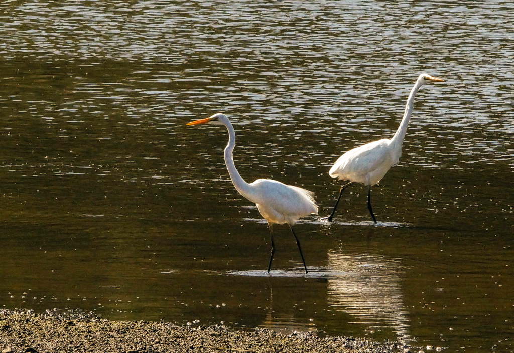 Click image for larger version

Name:	Egret pair2.jpg
Views:	15
Size:	410.9 KB
ID:	396490