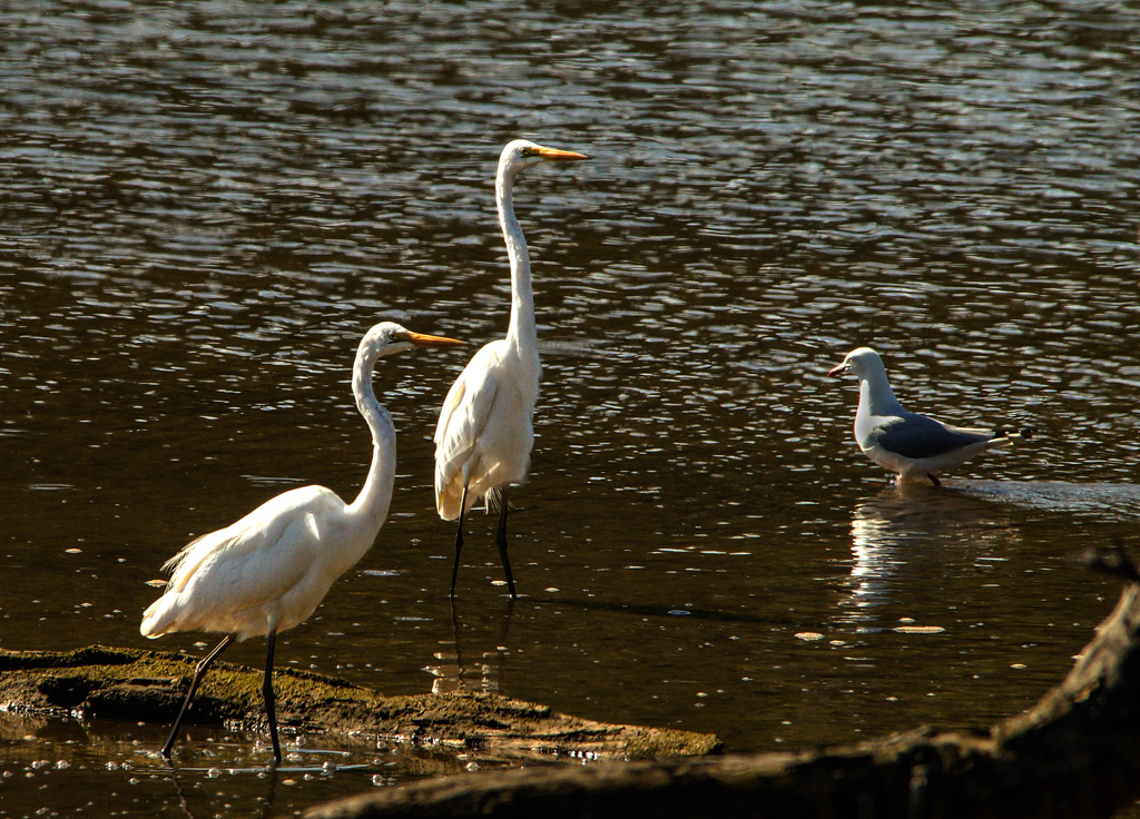 Click image for larger version

Name:	Egret pair3.jpg
Views:	14
Size:	427.8 KB
ID:	396491