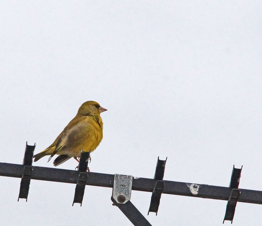 Click image for larger version

Name:	Green finch.jpg
Views:	24
Size:	100.7 KB
ID:	397402