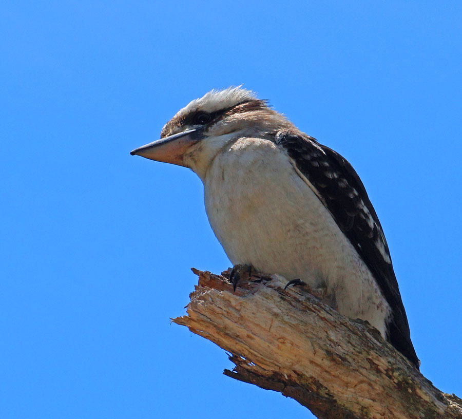 Click image for larger version

Name:	Kooka.jpg
Views:	31
Size:	114.3 KB
ID:	397760