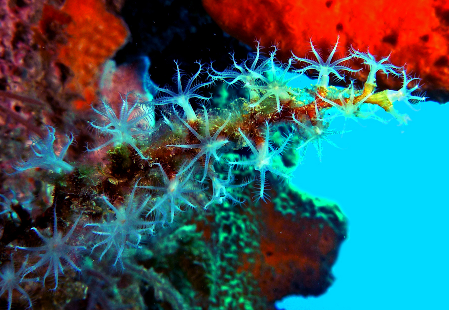 Click image for larger version

Name:	Hydroids.jpg
Views:	30
Size:	586.5 KB
ID:	398329