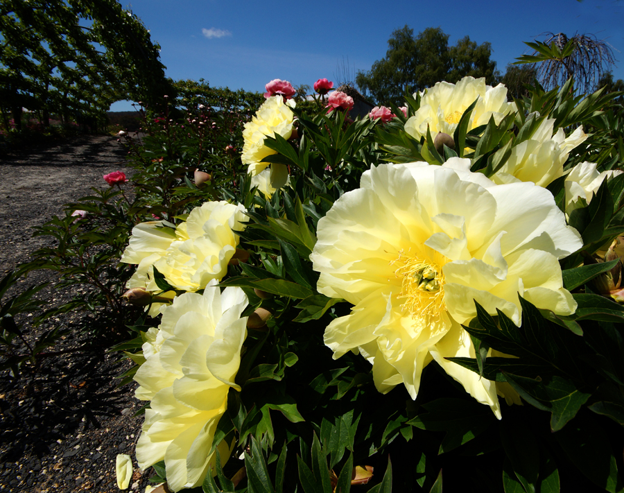 Click image for larger version

Name:	Peony Roses at Kaydale Lodge..jpg
Views:	26
Size:	692.9 KB
ID:	398597