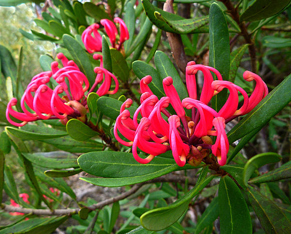 Click image for larger version

Name:	Tasmanian Waratah..jpg
Views:	72
Size:	686.2 KB
ID:	399511