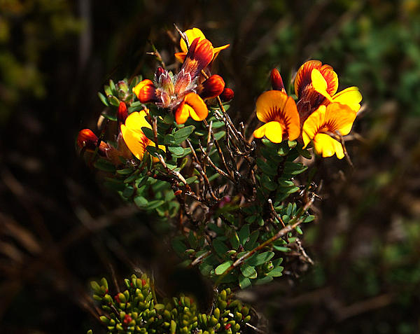 Click image for larger version

Name:	Native Boronia.jpg
Views:	77
Size:	360.8 KB
ID:	399513