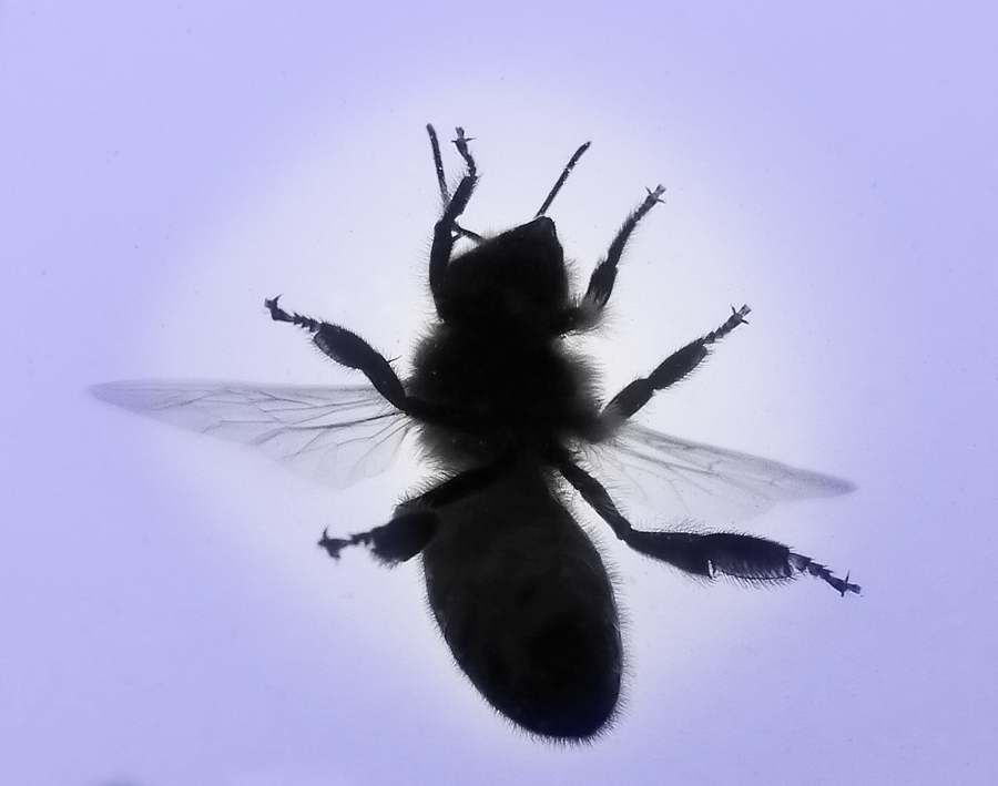 Click image for larger version

Name:	Bee on a window pane..jpg
Views:	8
Size:	274.4 KB
ID:	399521