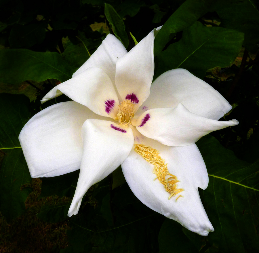 Click image for larger version

Name:	Giant Magnolia.jpg
Views:	23
Size:	501.4 KB
ID:	399748