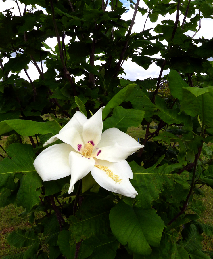 Click image for larger version

Name:	Giant Magnolia 3.jpg
Views:	33
Size:	605.3 KB
ID:	399749