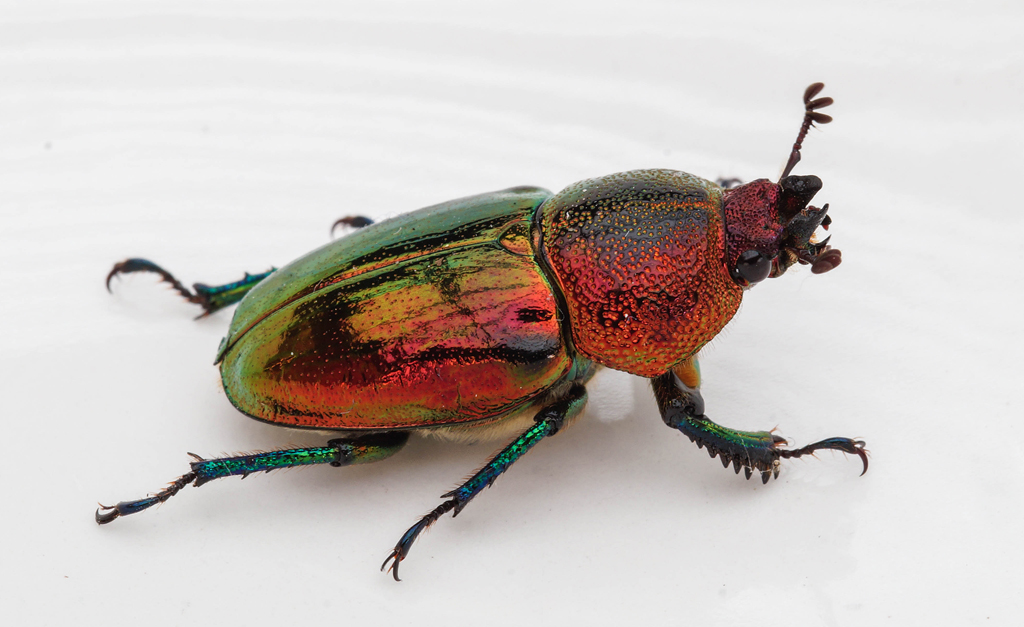 Click image for larger version

Name:	Beetle 1.jpg
Views:	40
Size:	385.0 KB
ID:	400781