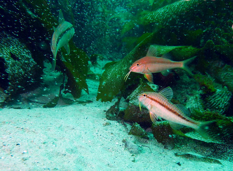 Click image for larger version

Name:	Goatfish.jpg
Views:	25
Size:	756.2 KB
ID:	401012