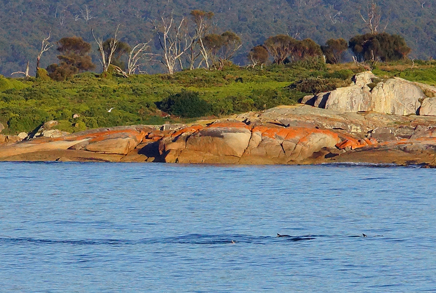 Click image for larger version

Name:	Dolphins in Waub's Bay.jpg
Views:	18
Size:	606.3 KB
ID:	401102