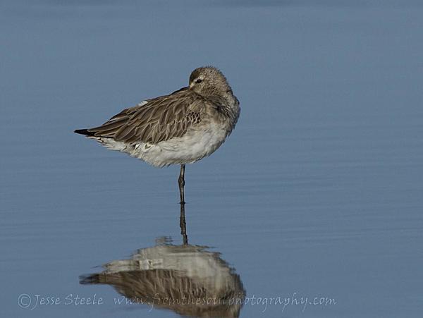 Click image for larger version

Name:	04-01 bar-tailed godwit1.jpg
Views:	73
Size:	69.5 KB
ID:	401723