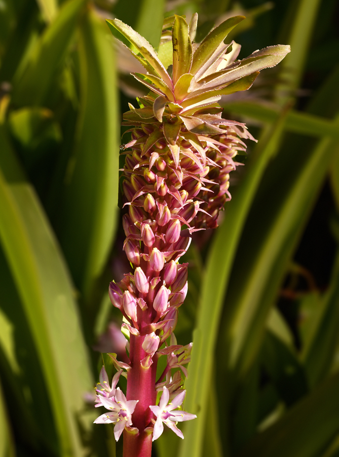 Click image for larger version

Name:	Pineapple Lilly..jpg
Views:	23
Size:	437.5 KB
ID:	401770