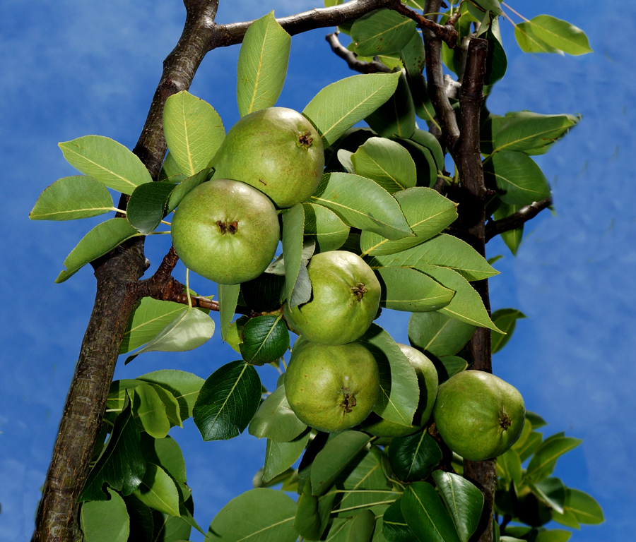 Click image for larger version

Name:	Pear crop.jpg
Views:	31
Size:	644.7 KB
ID:	407167