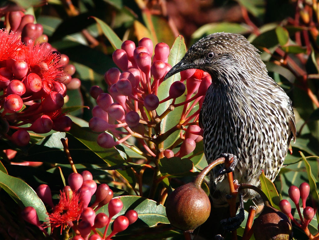 Click image for larger version

Name:	Little Wattle bird.jpg
Views:	57
Size:	765.9 KB
ID:	402439