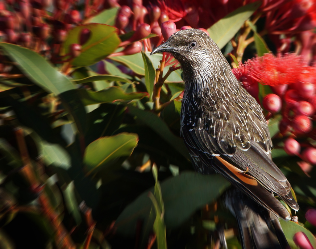 Click image for larger version

Name:	Little Wattlebird 2.jpg
Views:	125
Size:	533.4 KB
ID:	402440