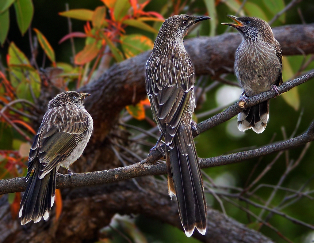 Click image for larger version

Name:	Wattlebird family.jpg
Views:	28
Size:	747.0 KB
ID:	402846