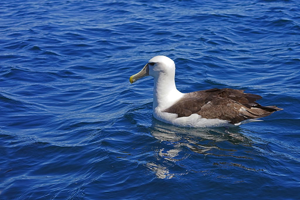 Click image for larger version

Name:	Albatross 3.jpg
Views:	20
Size:	700.9 KB
ID:	402916