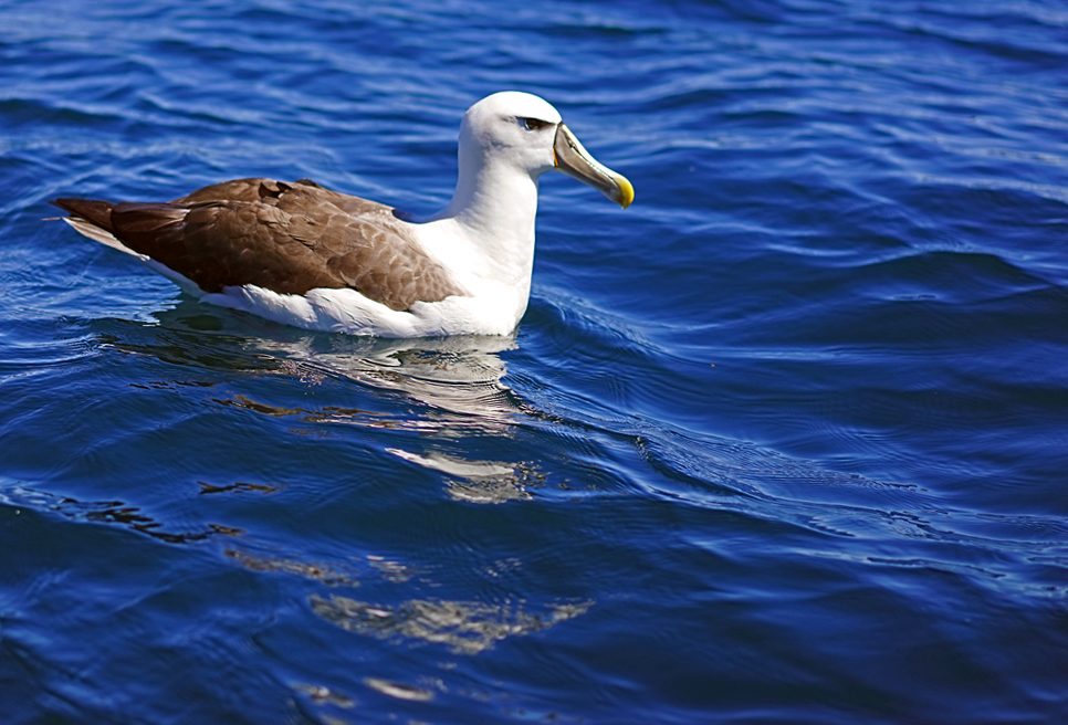 Click image for larger version

Name:	Albatross 2.jpg
Views:	21
Size:	487.0 KB
ID:	402917