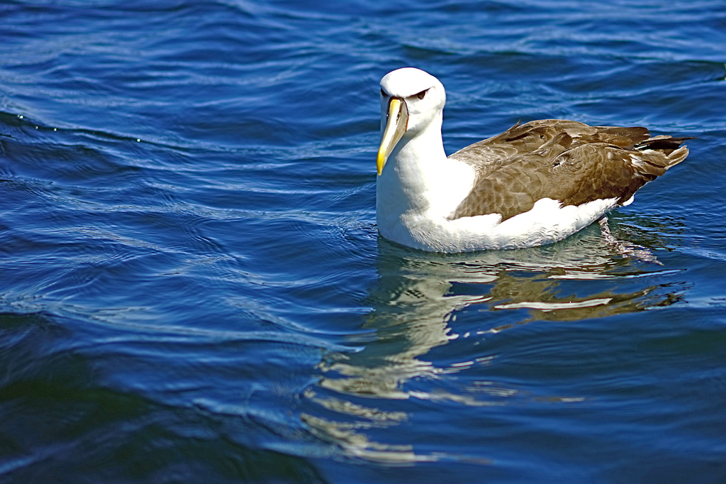 Click image for larger version

Name:	Bullers Albatross.jpg
Views:	20
Size:	587.5 KB
ID:	402918