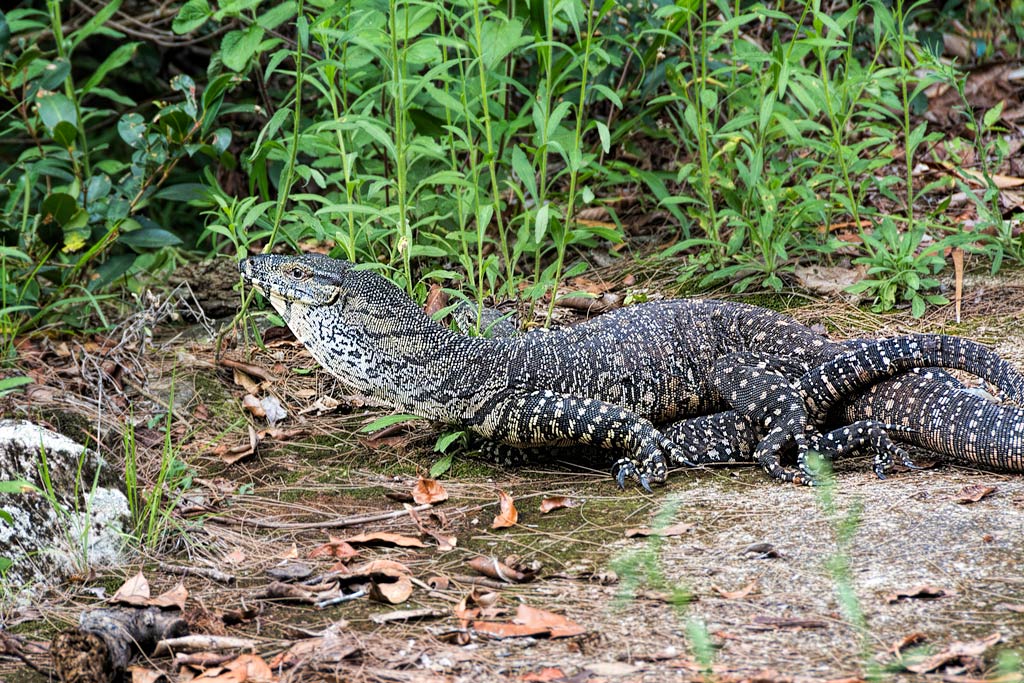 Click image for larger version

Name:	661-Goannas.jpg
Views:	32
Size:	240.6 KB
ID:	403019