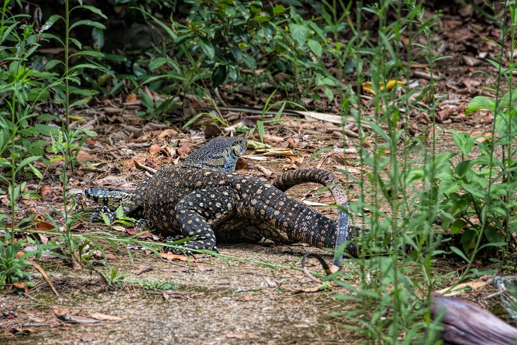 Click image for larger version

Name:	548-Goannas.jpg
Views:	27
Size:	226.3 KB
ID:	403020